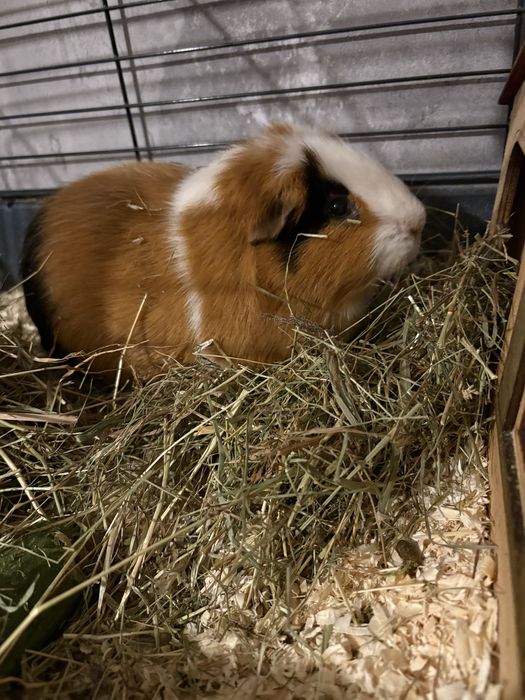 Świnka morska za darmo