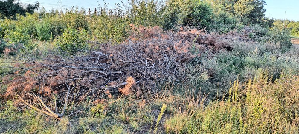 Gałęzie na zrębki - suche