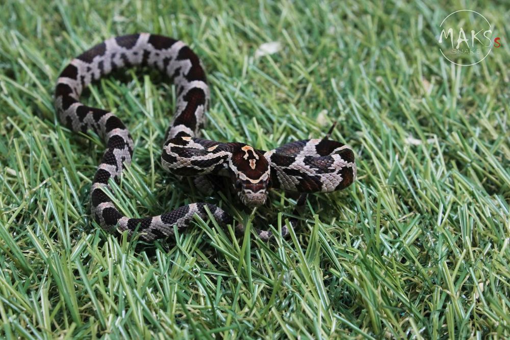 Wąż zbożowy - Classic (po Okeetee) - nadwyżka hodowlana