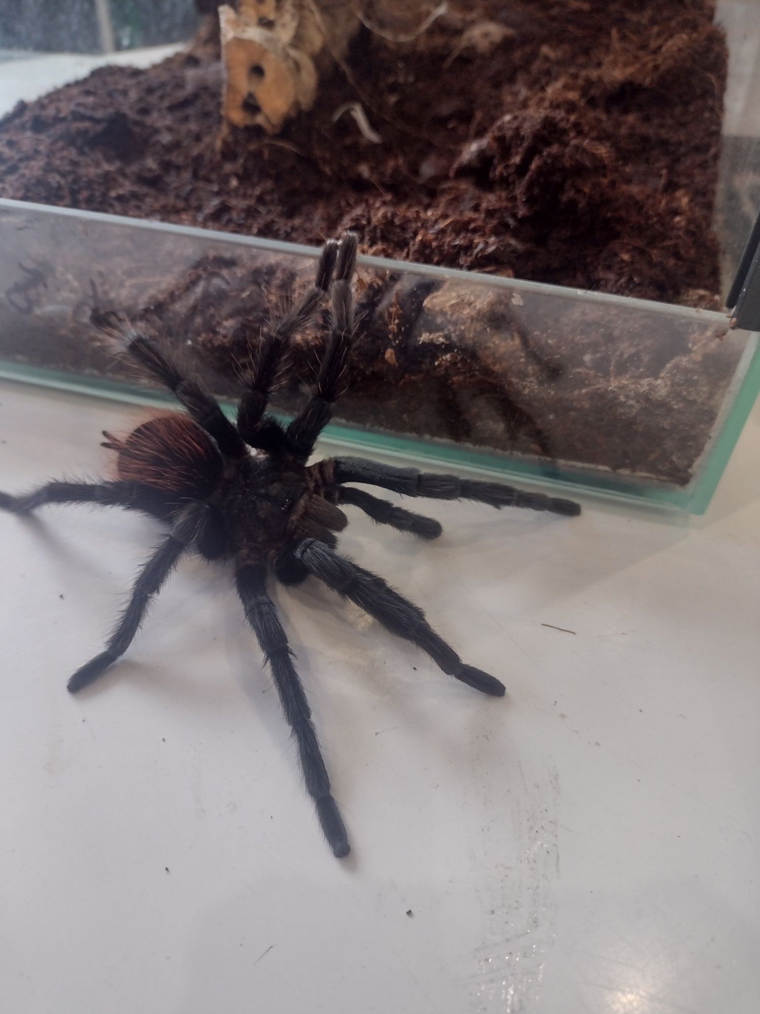 Pająk ptasznik Aphonopelma anax dorosły samiec