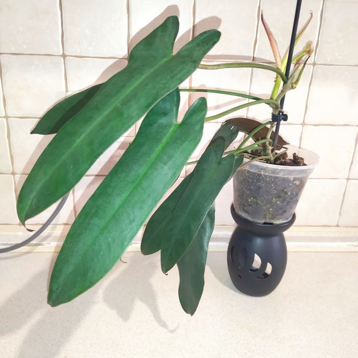 Санта Леопольдина,Ринг оф фаер,Биркин,Кобра,Бразил