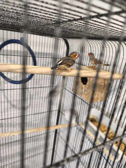 Sprzedam samca zeberki