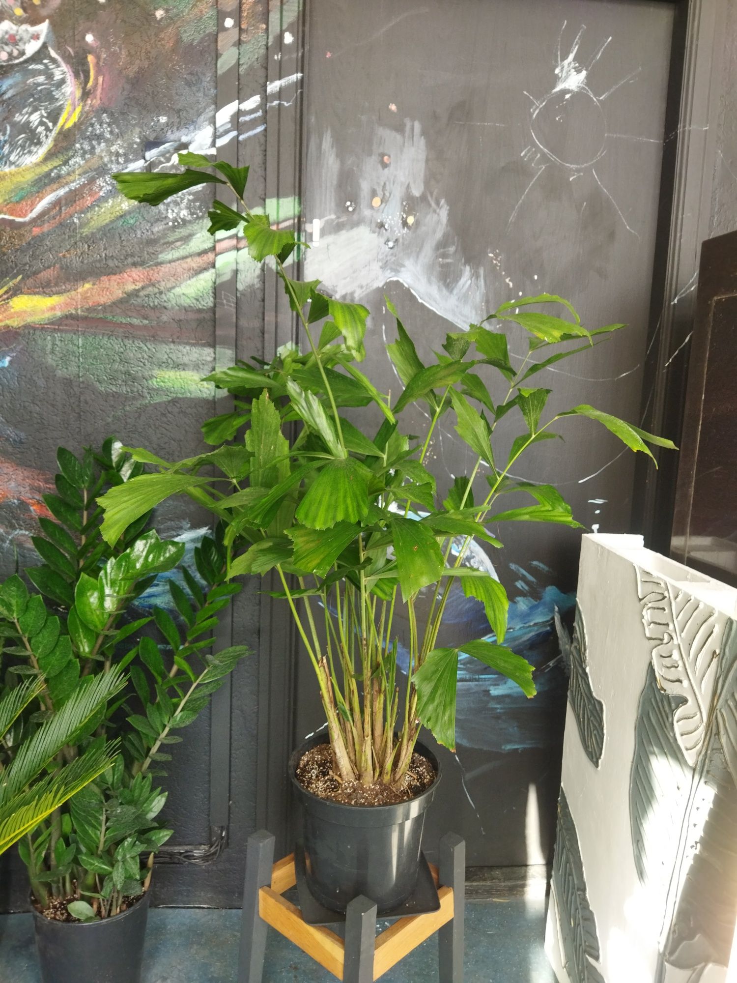 Пальма Каріота Caryota 1 метр Кариота