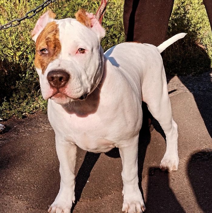 Стаффордширский Терье