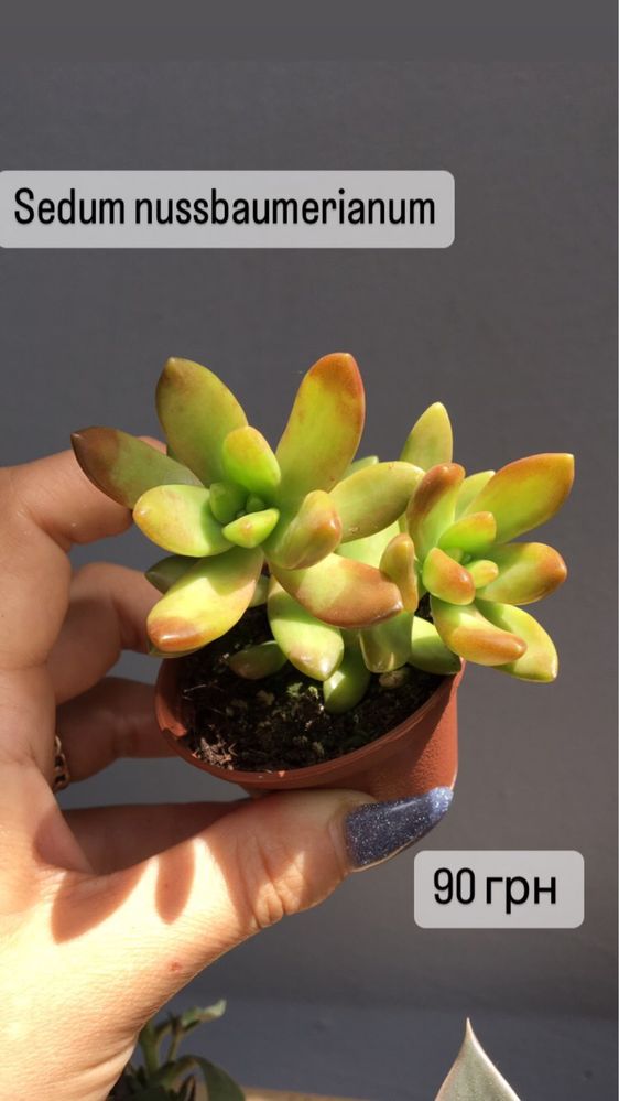 Sedum 10 видів седуму , Rubrotinctum aurora, adolphii,
