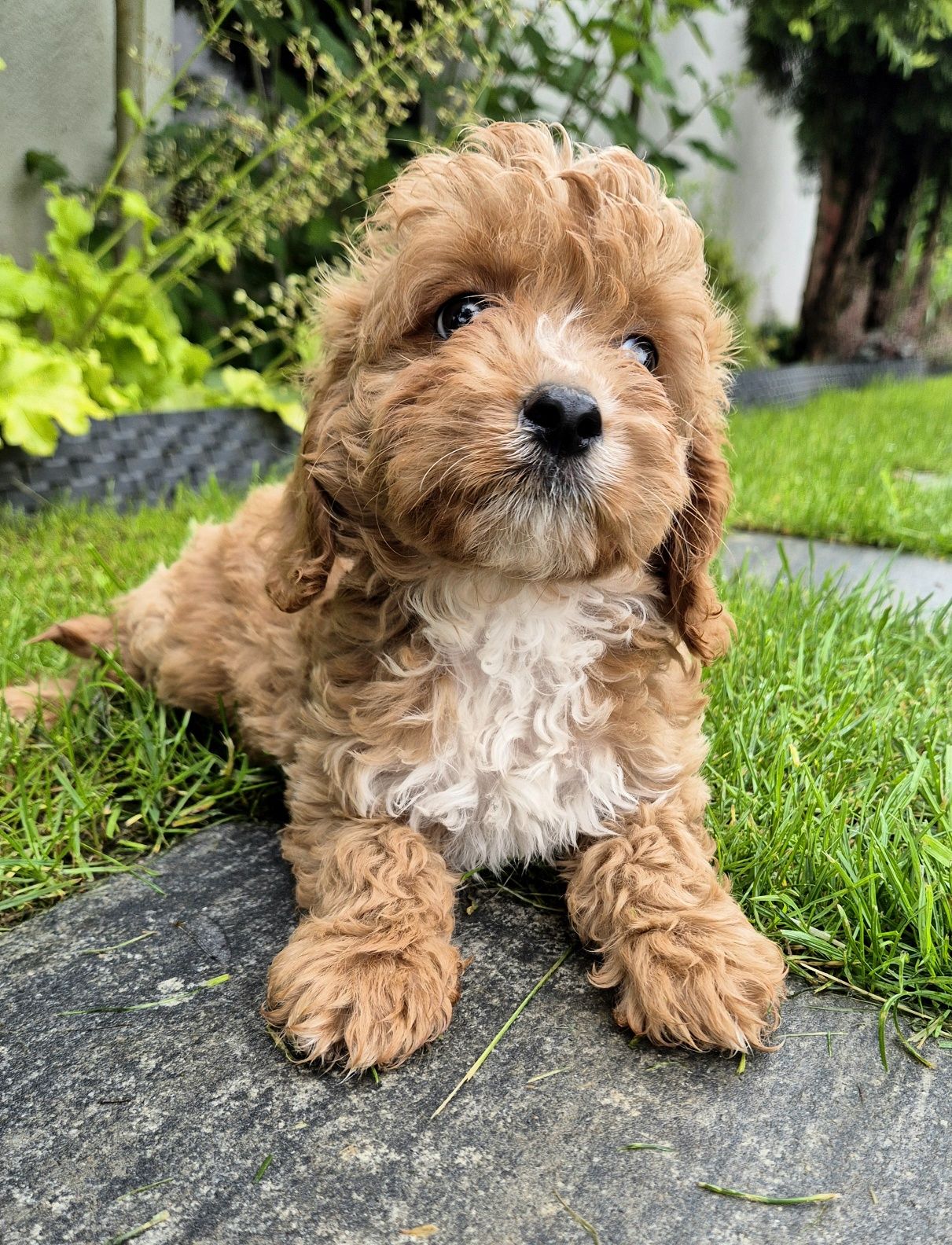Cavapoo F1  Samczyk