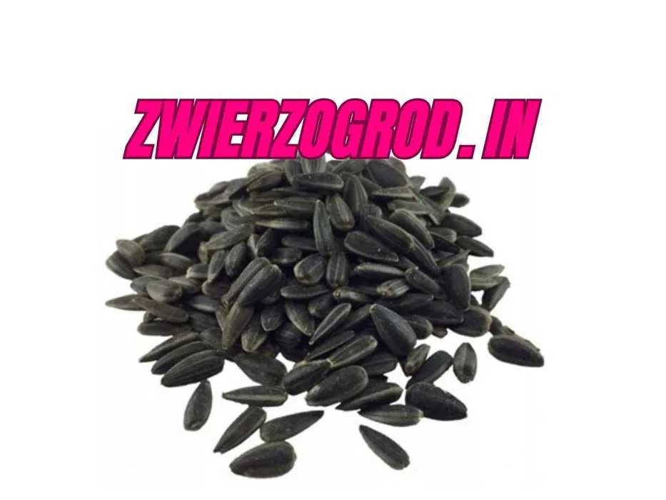 MDM Słonecznik dla Ptaków Gołąb Papuga 20 kg !!! ** zwierzogrod.in **