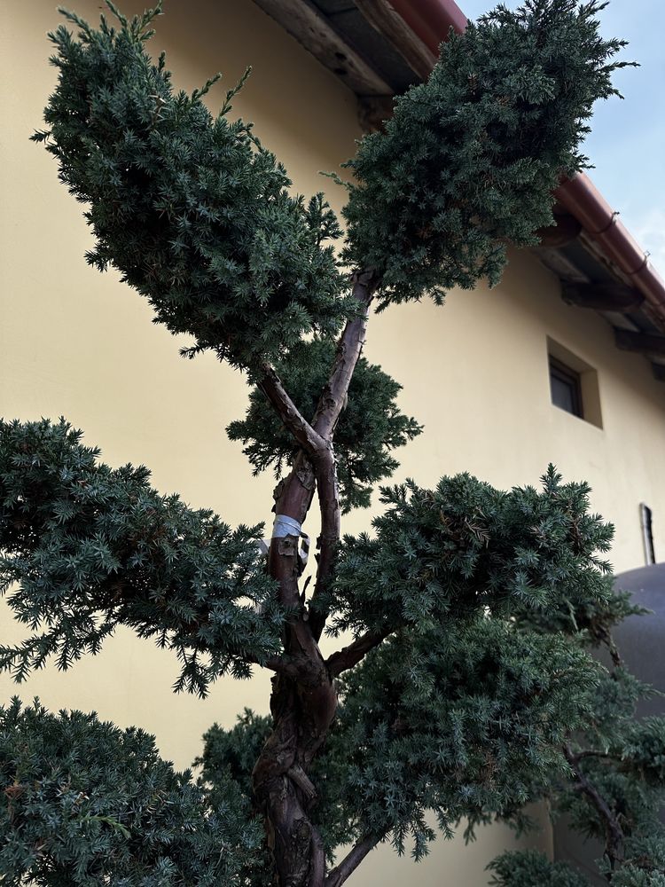 Drzewko bonsai jalowiec , rododendrony hortensje