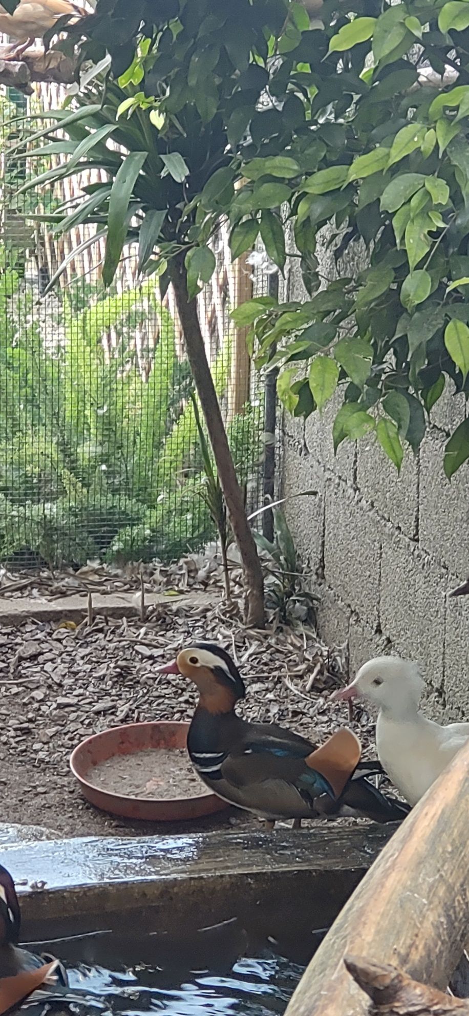 Patos mandarins normal portador de branco e vermelho