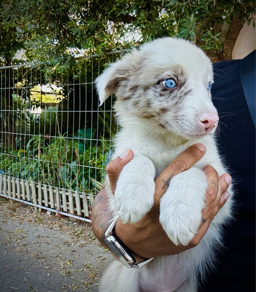Menino border collie red merle