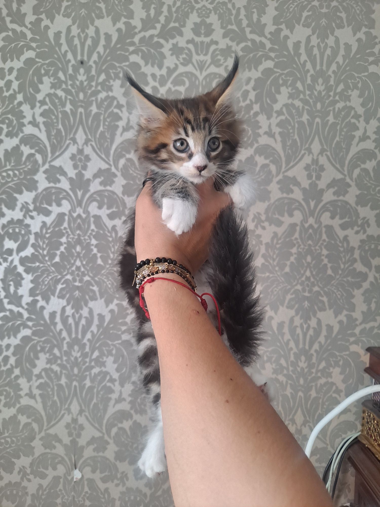 Kocurek maine coon