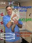 Акция!Стерелизация кошки кастрация кота Ветеринар на дом