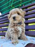 Maltipoo F1 Albi