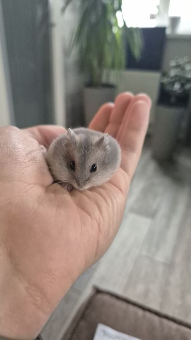 Джунгарские хомячки детки (хомяк, джунгарик)