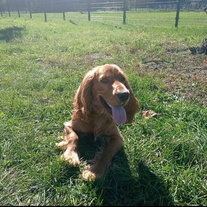 Английский кокер спаниель ищет невесту