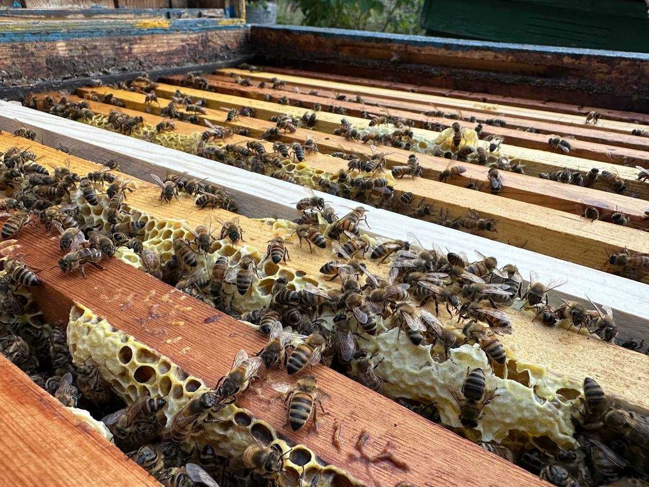 Продам свій смачний, натуральний, свіжий мед. Збір меду - 23.07.2023.