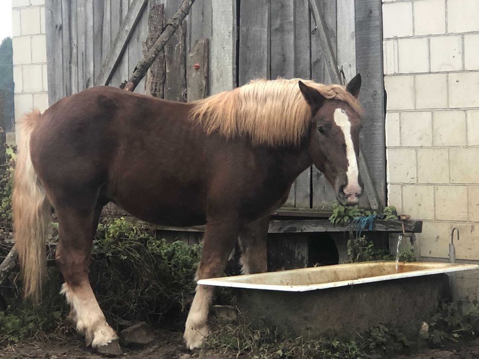 Ogier typ Sokólski.