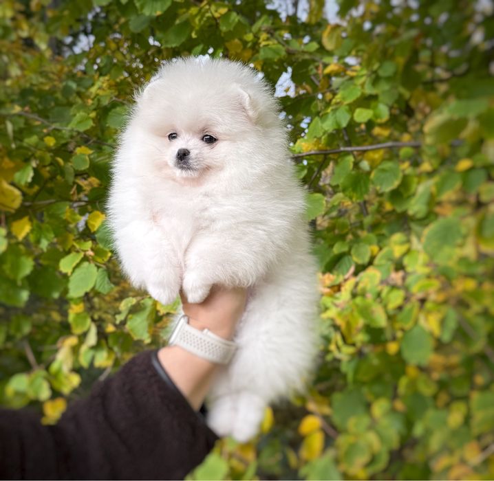 Pomeranian szpic miniaturowy Suczka Zkwp FCI MIŚ Gotowa do zmiany domu
