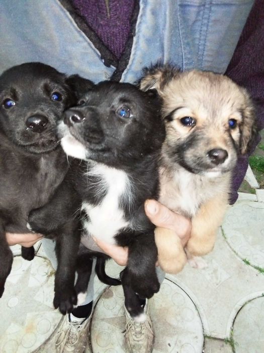 Віддам в добрі руки