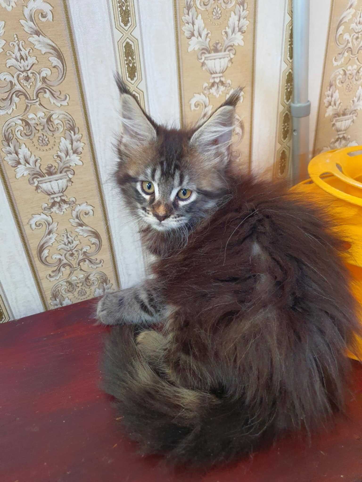 Cudowna kotka Maine Coon klasycznie pręgowana UMMA