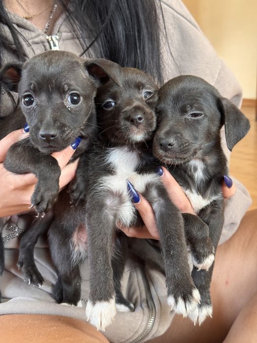 Szczeniaczki w typie pinczera szukają dobrego domu