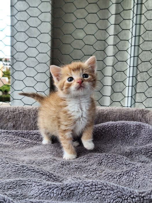 Aria i Karmel – dwie małe iskierki, wyjątkowo umaszczone RUDY