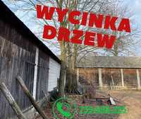 Wycinka drzew sądów nieużytków i działek wycinamy za drewno