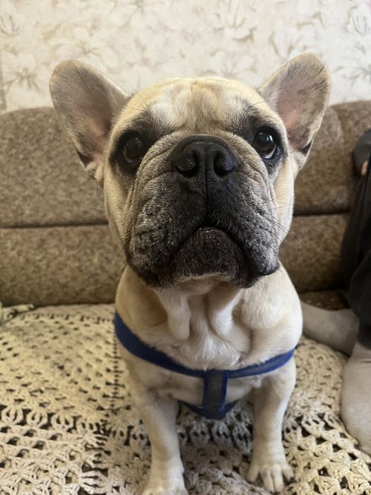 Французький бульдог хлопчик