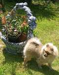 Szpic miniaturowy pomeranian dziewczynka FCI