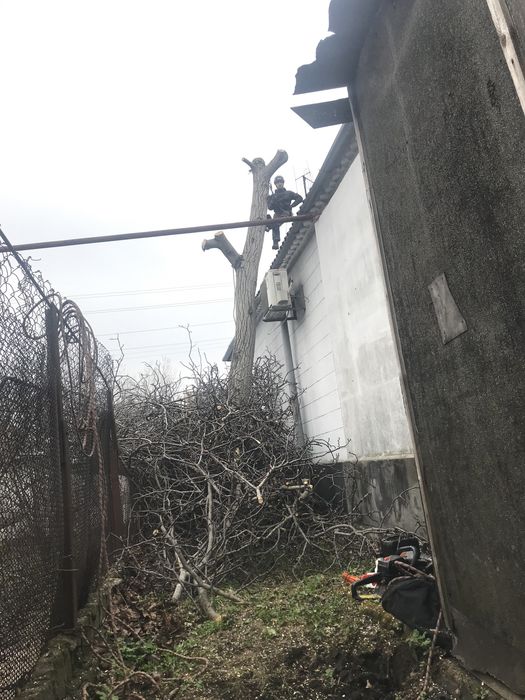 Спил високих дерев , зрізання аварійних гілок) є необхідне спорядження