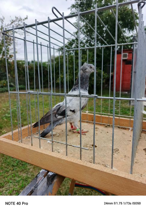 Garłacze Górnośląskie Koroniaste