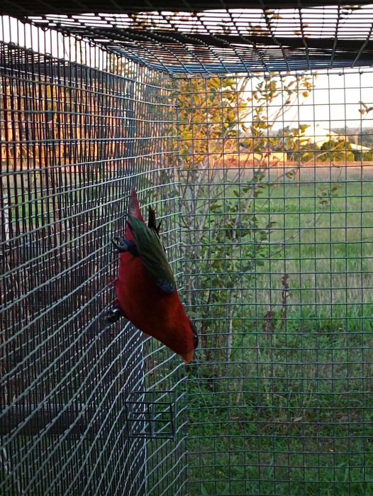 Lori Yellow bibed fêmea adulta