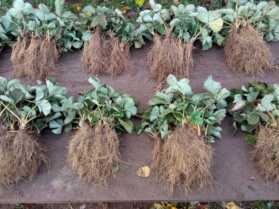 Брілла полуниця, клубніка