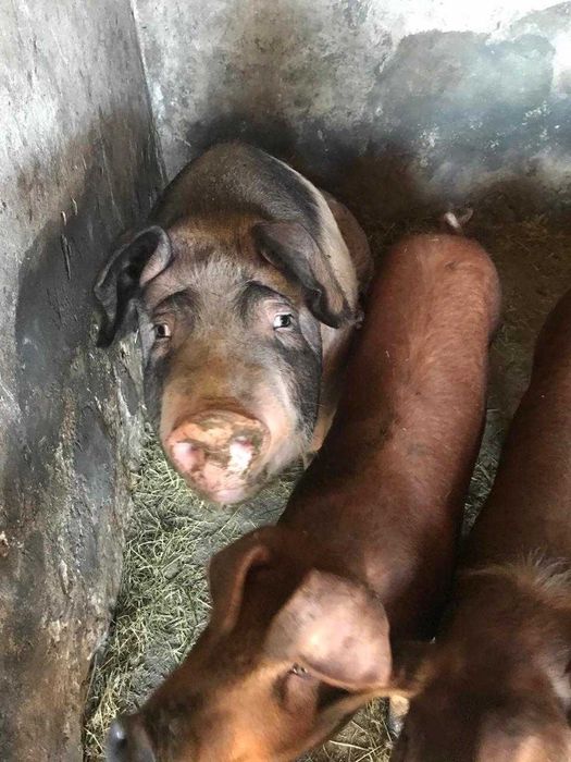 Продаємо свиней та поросят