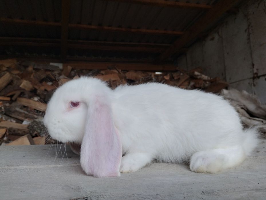 Sprzedam młode barany francuskie różne kolory