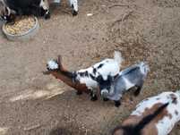 Cabrito Anão Macho