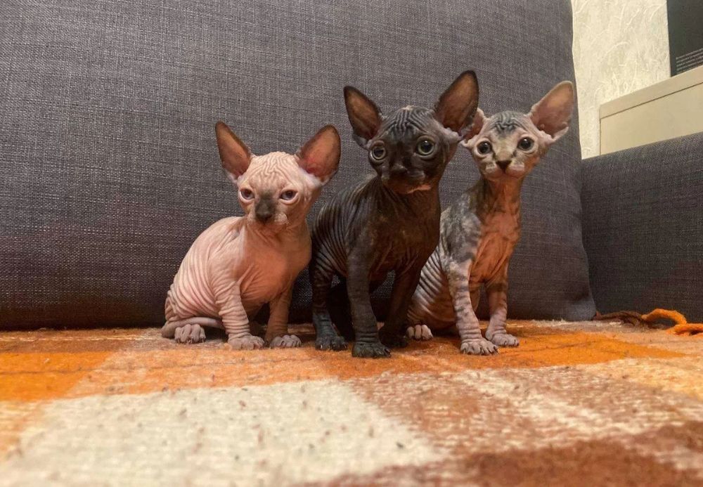 Шикарные канадики