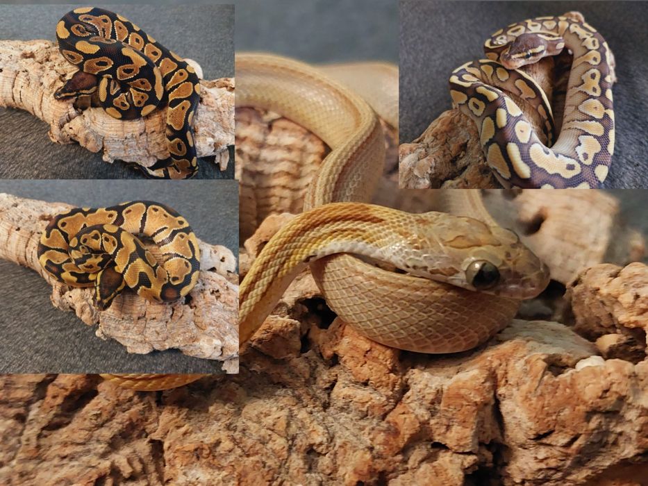 Wąż zbożowy,  węże