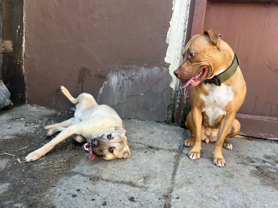 Mambo do adopcji - pies który przyleciał do Polski z wysp Karaibskich