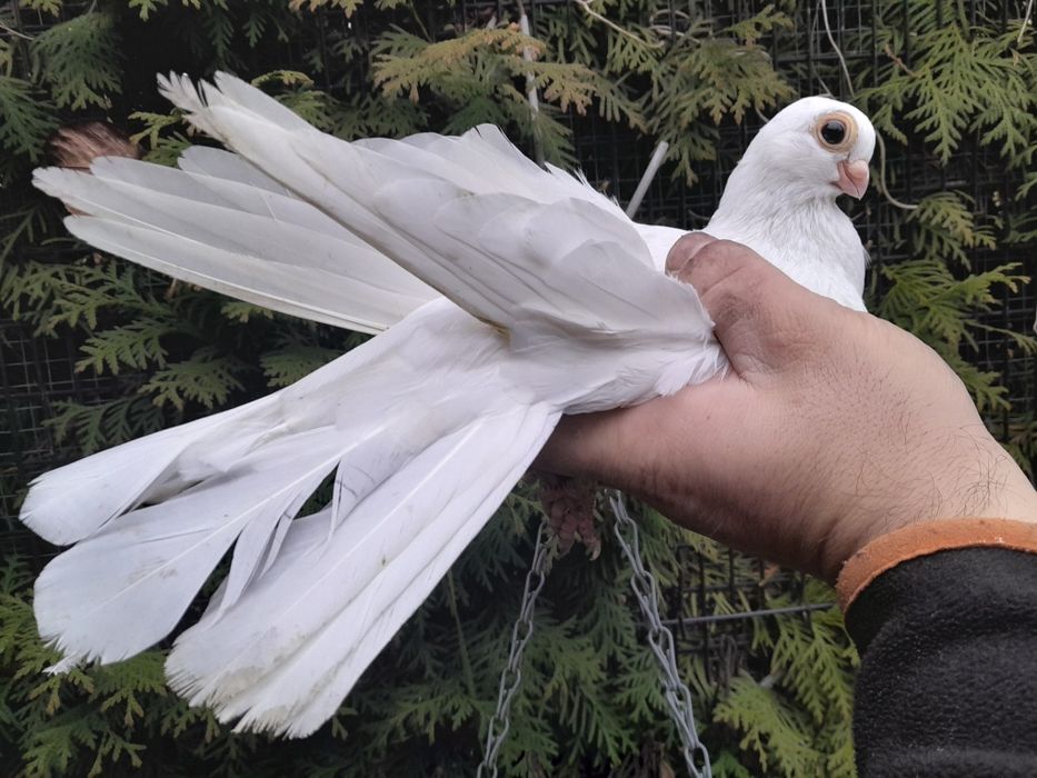 Gołębie zamojskie 25r.