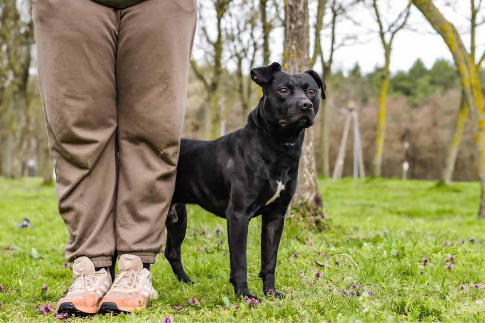 Scooby-pies w typie rasy czeka na stabilny i wyrozumialy dom-adopcja