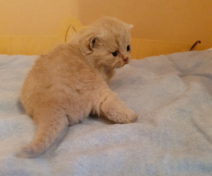 Liliowy kocurek brytyjski