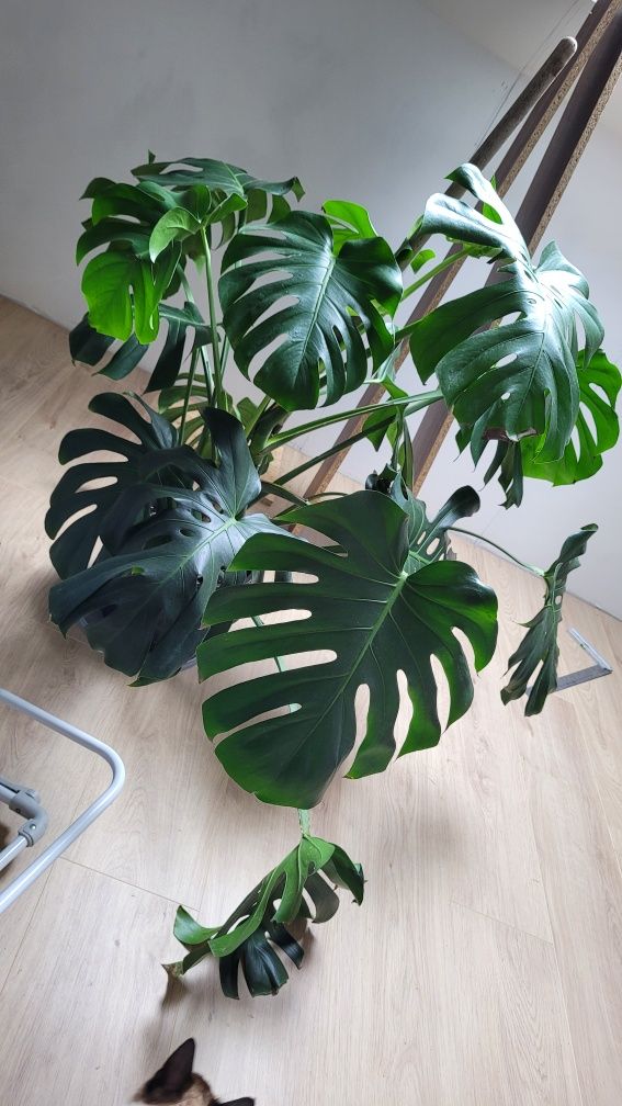 Monstere deliciosa