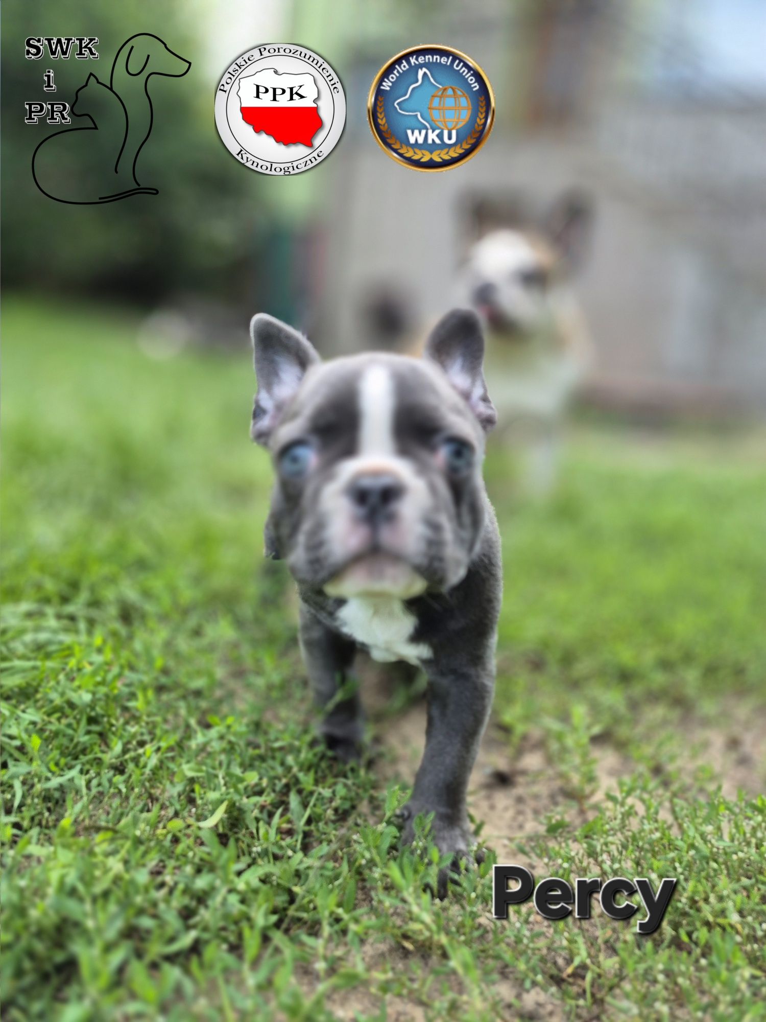 Buldog Francuski niebieski/blue piesek Percy
