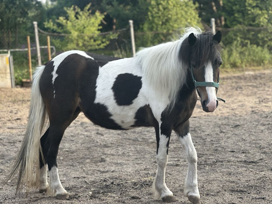 Kuc klacz na sprzedaz