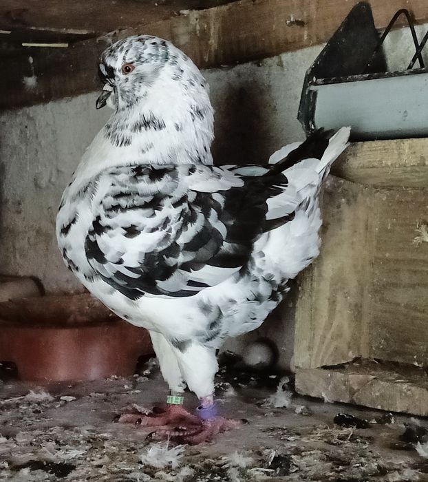 Gołębie Kingi sprzedam