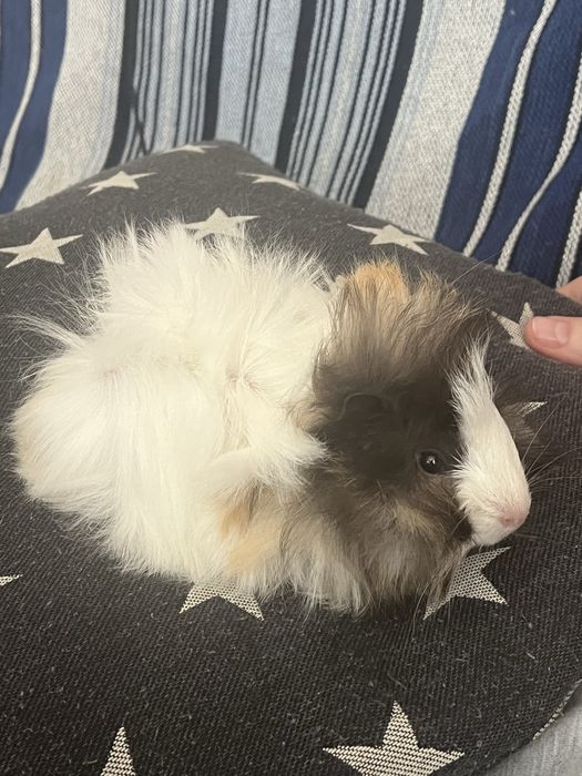 Продам Морську свинку разом з кліткою та обладненням