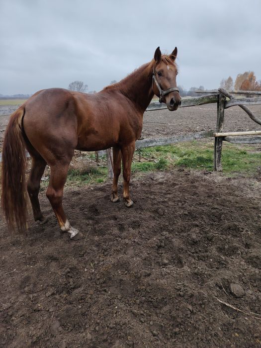 Sprzedam Ogier Ornak