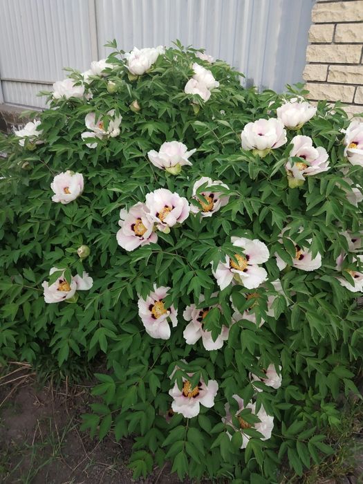 Півонія деревовидна