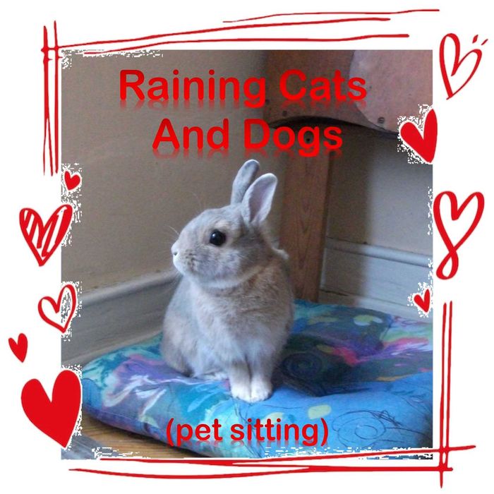 Petsitting em Lisboa. Só O Melhor Para O/A Senhor/a Da Casa!